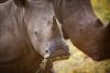 Two rhinos eating.