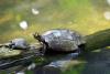 Amazon Yellow-spotted River Turtle.
