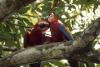 Pair of scarlet macaws.