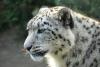 Snow leopard close up.