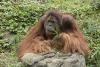 Adult male orangutan.