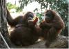Orangutans.